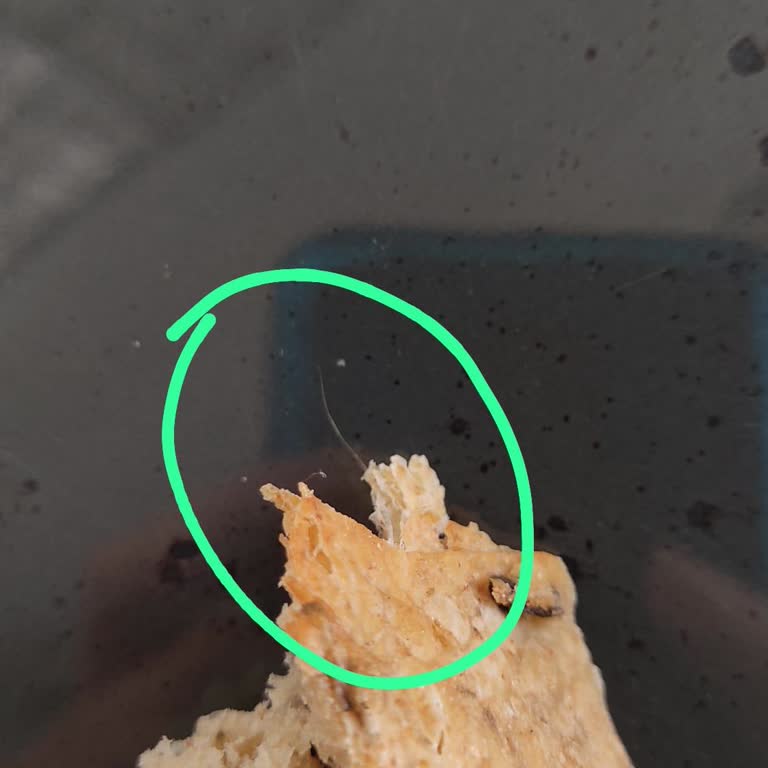 Ekşi Mayalı Ekmekte Hijyen Skandalı