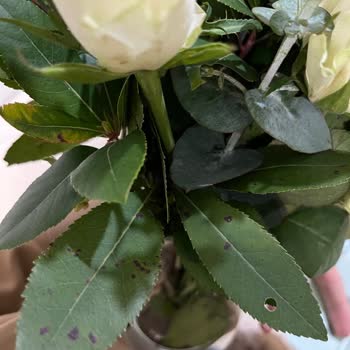 Sevgililer Günü Çiçek Fiyaskosu: Solmuş Ve Eksik Teslimat