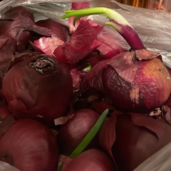 Bozuk Soğanlar Ve İlgisiz Müşteri Hizmetleri