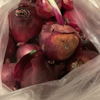 Bozuk Soğanlar Ve İlgisiz Müşteri Hizmetleri