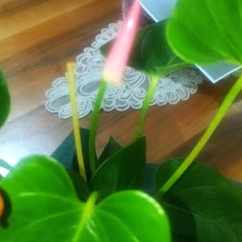 Yanlış Ve Solmuş Çiçek Teslimatı