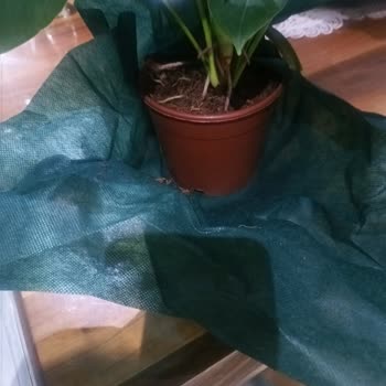 Yanlış Ve Solmuş Çiçek Teslimatı