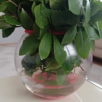 Çiçek Sepeti'nden Gelen Hayal Kırıklığı: Solmuş Güller Ve Yanlış İsim