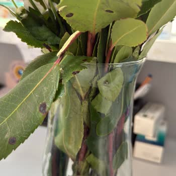 Çiçek Sepeti'nden Gelen Hayal Kırıklığı: Rezil Oldum!