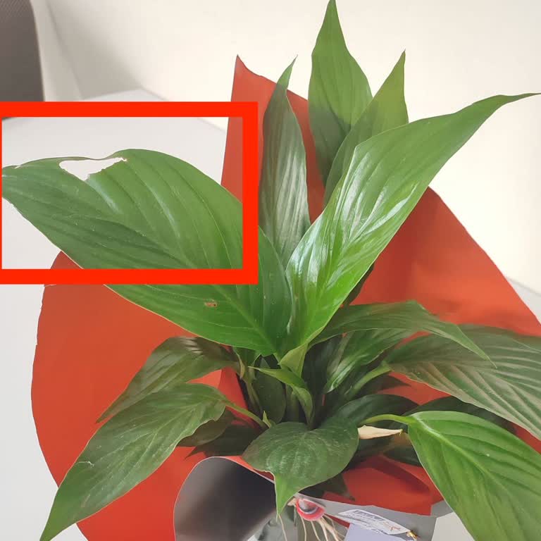 Getir'den Gelen Hayal Kırıklığı: Deforme Çiçek Ve İlgisiz Müşteri Hizmeti