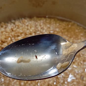 Yayla Aşurelik Buğdayında Böcek Problemi