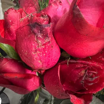 Çiçek Siparişi Teslimatında Büyük Hayal Kırıklığı