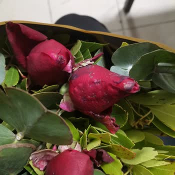 Çiçek Sepeti'nden Gelen Hayal Kırıklığı: Çürük Güller Ve İlgisiz Hizmet