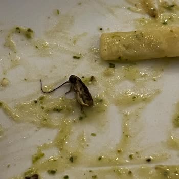 Cevahir AVM'de Hijyen Sorunu Ve Böcek Şikayeti