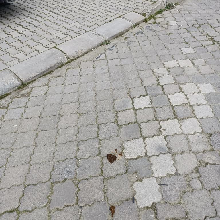 Sokaklardaki Köpek Sorunu Ve Belediyelerin İhmali