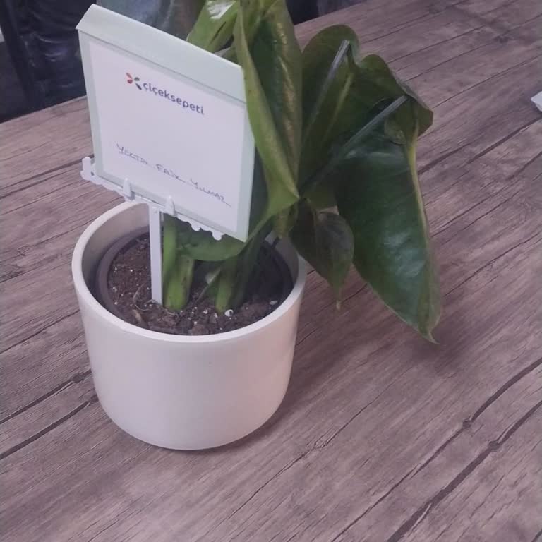 Özel Günümde Hayal Kırıklığı: Çiçek Sepeti'nden Gelen Solmuş Çiçek