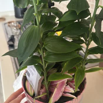 Gece Yarısı Teslimatı Ve İade Sorunu