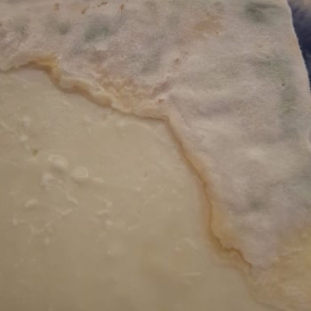 Altın Kılıç Peynirde Beklenmedik Küflenme Sorunu