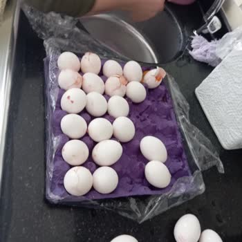 Kırık Yumurta Satışı: Müşteri Mağduriyeti