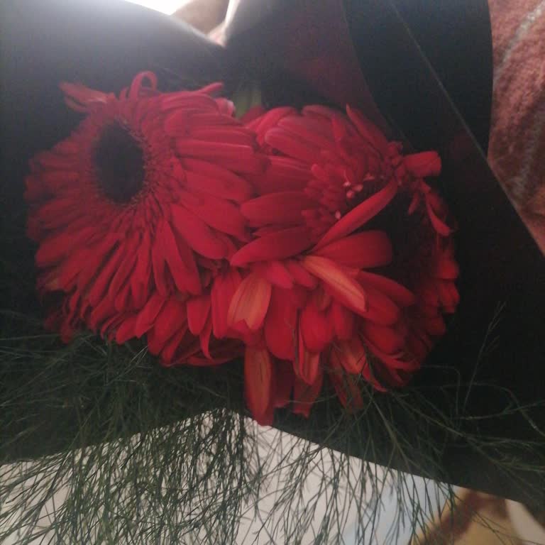 Çiçek Sepeti Antoryum Bitkisi Pişmanlığı