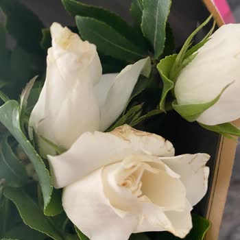 Sevgililer Günü'nde Hayal Kırıklığı: Bozuk Çiçek Teslimatı