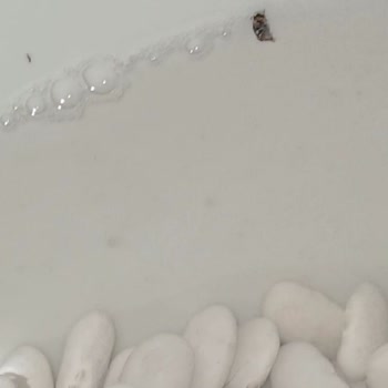 Kuru Fasulye Paketinden Çıkan Sinekler Ve Denetim Eksikliği