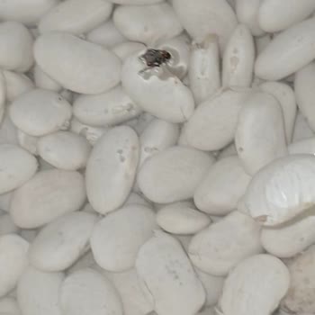 Kuru Fasulye Paketinden Çıkan Sinekler Ve Denetim Eksikliği