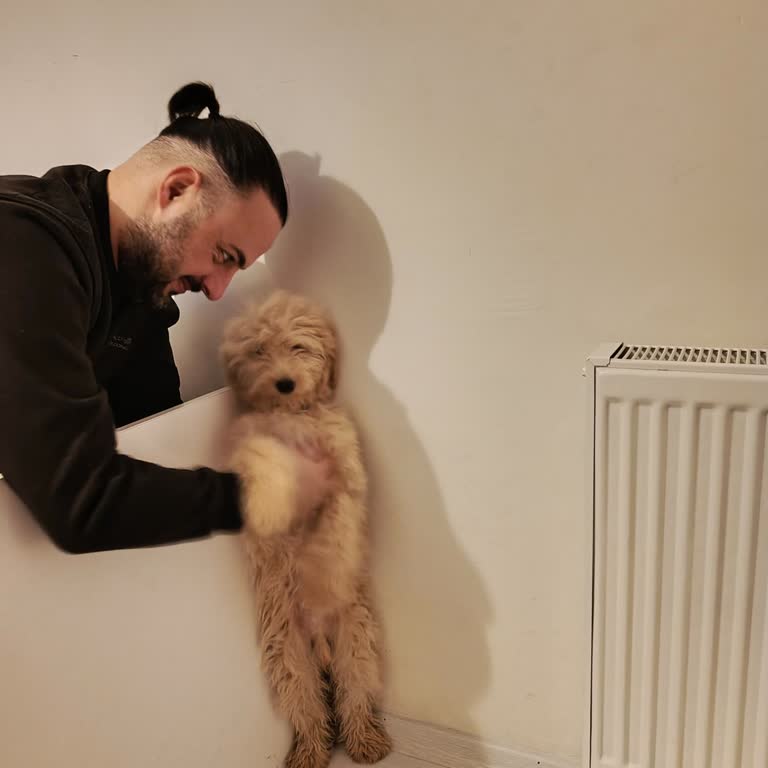 Patilivosvos Bizi Köpeğin Ömrü Kadar Sürecek Bir Mağduriyete Soktular