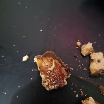 Ülker Halley'de Şok Edici Kurtçuk Sorunu