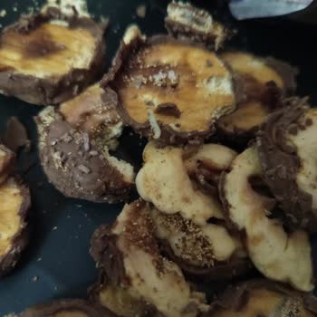 Ülker Halley'de Şok Edici Kurtçuk Sorunu