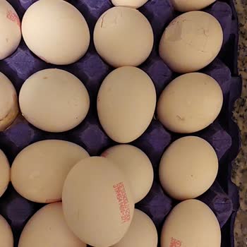 Kırık Yumurtalar Ve Yetersiz Hizmet