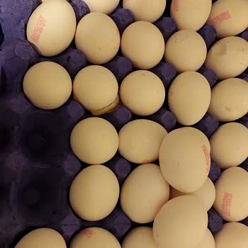 Kırık Yumurtalar Ve Yetersiz Hizmet