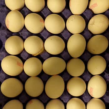 Kırık Yumurtalar Ve Yetersiz Hizmet