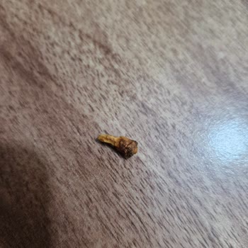 Baklavadan Tahta Parçası Çıktı, Şikayetim Dikkate Alınmadı