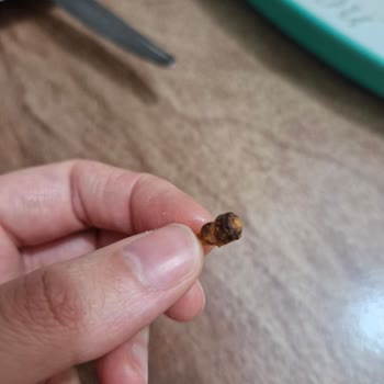 Baklavadan Tahta Parçası Çıktı, Şikayetim Dikkate Alınmadı