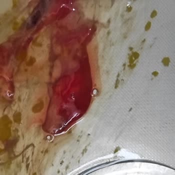 Son Kullanma Tarihi Geçmemiş Yumurtalarda Kan Sorunu