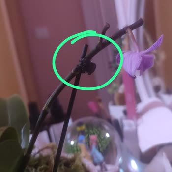 Çiçek Sepeti Tamamen Alakasız Bir Saksıda Renkte Çiçeklerin Yarısı Kurumuş