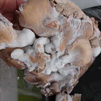 Bozuk Ürün Ve Yetersiz Müşteri Hizmeti: Gürtat'tan Alışveriş Pişmanlığı