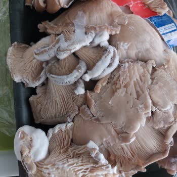 Bozuk Ürün Ve Yetersiz Müşteri Hizmeti: Gürtat'tan Alışveriş Pişmanlığı