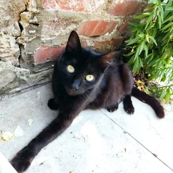 Kedimin Ölümüne Sebep Olan İhmalkarlık