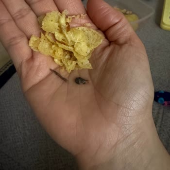 Lays Cipslerinde Plastik Yanığına Benzeyen Sorun