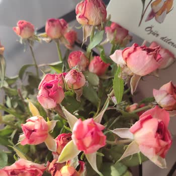 Solmuş Çiçekler: Doğum Günü Hayal Kırıklığı