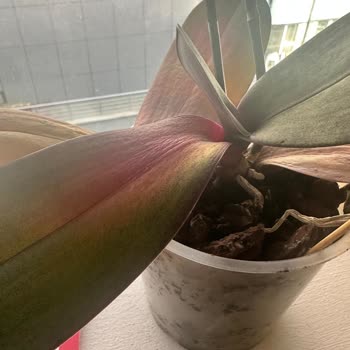 Özel Günlerde Hayal Kırıklığı: Taze Çiçek İle Sorunlar