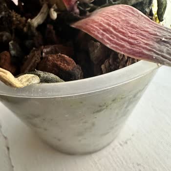 Özel Günlerde Hayal Kırıklığı: Taze Çiçek İle Sorunlar