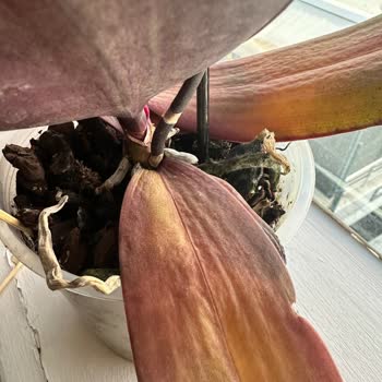 Özel Günlerde Hayal Kırıklığı: Taze Çiçek İle Sorunlar