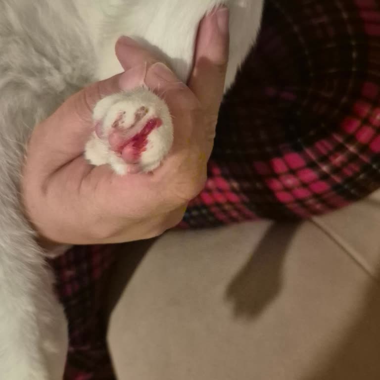 Kedime Yapılan Özensiz Bakım Ve İlgisizlik