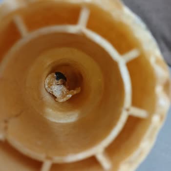 Dondurma Külahından Çıkan Şok Edici Madde