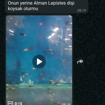 Yanlış Ürün Ve Ölü Balıklar: Hayal Kırıklığı