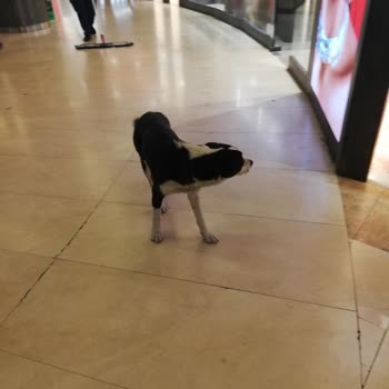 AVM'de Başıboş Köpekler: Güvenlik Ve Danışman İlgisizliği