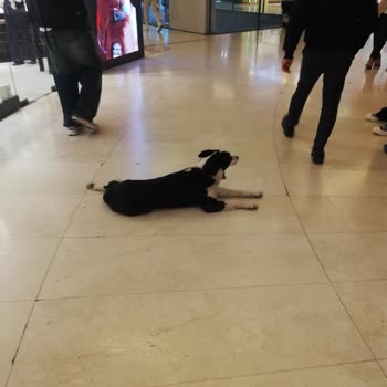 AVM'de Başıboş Köpekler: Güvenlik Ve Danışman İlgisizliği