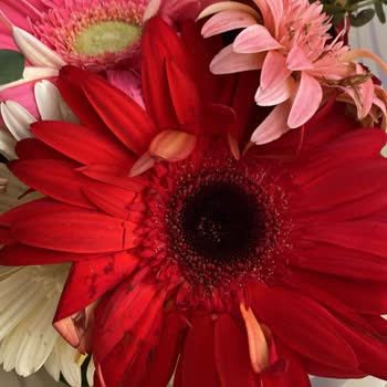 Onay Mesajı Gelmeden Gönderilen Solmuş Çiçekler