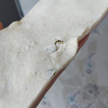 Milföy Hamurunda Küf Şoku