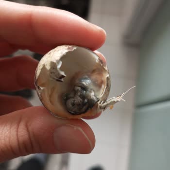 Bozuk Bıldırcın Yumurtası Mağduriyeti