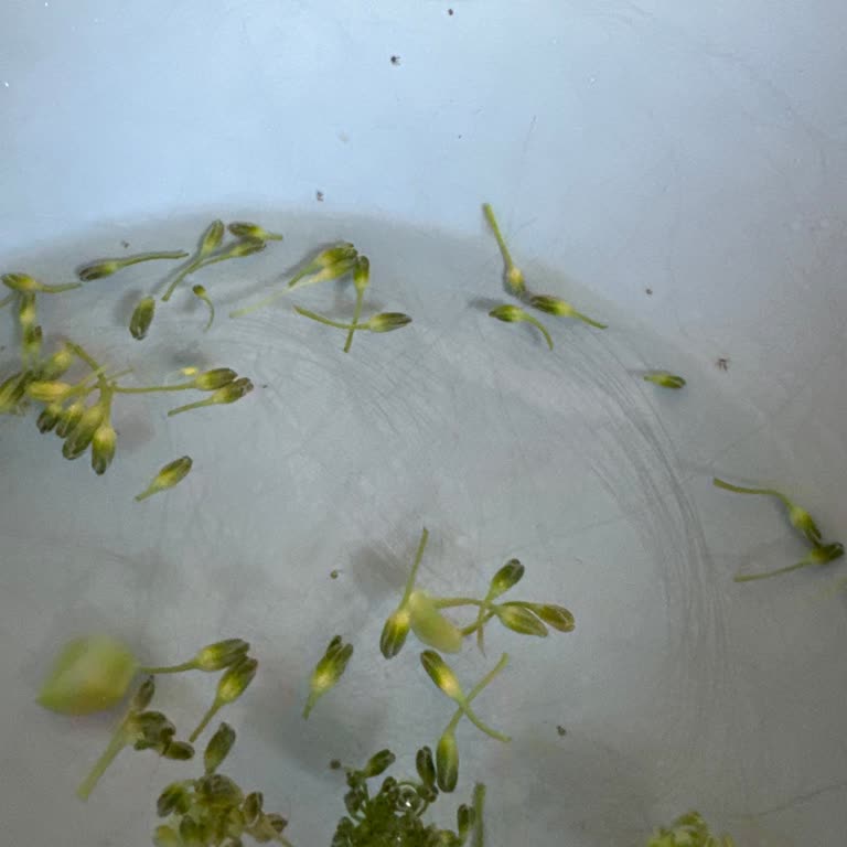 Çağdaş Market'ten Aldığım Ürünler Bozuldu Ve Böcekli Çıktı