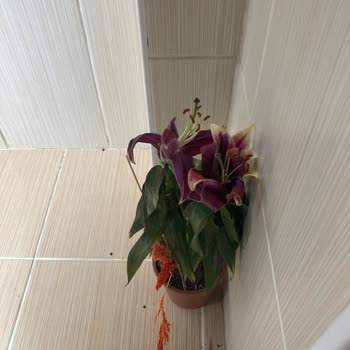 Kokulu Lilyum Çiçeği Hayal Kırıklığı Yarattı